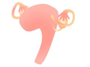 子宮と卵管のイラスト