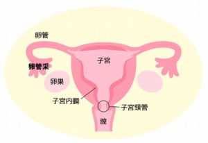卵管采の説明図